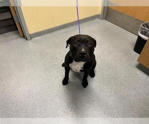 American Pit Bull Terrier Dogs for adoption in Orange, CA, USA