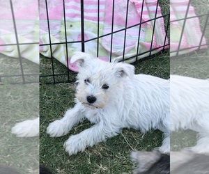 Schnauzer (Miniature) Puppy for sale in KINGSBURG, CA, USA