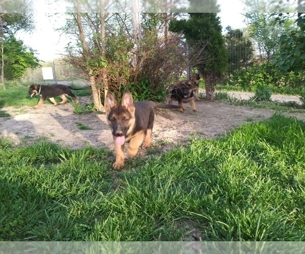 Medium Photo #1 German Shepherd Dog Puppy For Sale in CORINTH, KY, USA