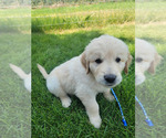 Puppy Blue Golden Retriever