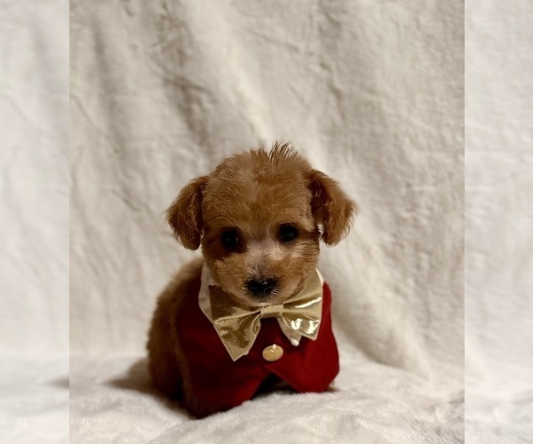 Medium Photo #4 Poodle (Toy) Puppy For Sale in REDLANDS, CA, USA