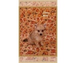 Small Photo #3 Pomeranian Puppy For Sale in CLARKSVILLE, TN, USA