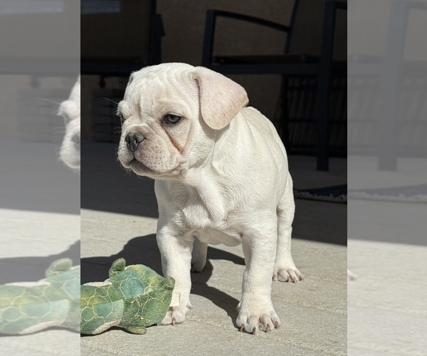 Medium Photo #2 French Bulldog Puppy For Sale in PUEBLO, CO, USA