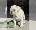 Small #1 French Bulldog