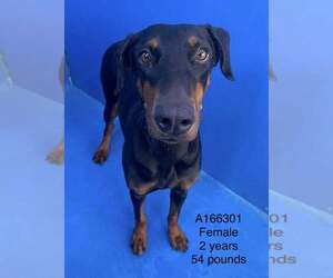 Doberman Pinscher-Unknown Mix Dogs for adoption in Calgary, Alberta, Canada