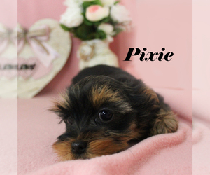 Yorkshire Terrier Puppy for sale in CHANUTE, KS, USA