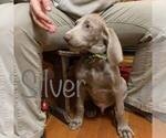 Small Photo #3 Weimaraner Puppy For Sale in CORNELIUS, OR, USA