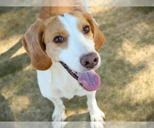 Beagle-Unknown Mix Dogs for adoption in Tallahassee, FL, USA