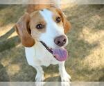 DOLLY - Female Beagle-Unknown Mix Dog for Adoption - Small photo