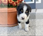 Small #2 Australian Shepherd