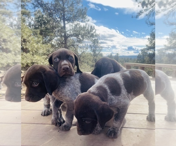Medium Photo #21 German Shorthaired Pointer Puppy For Sale in WOODLAND PARK, CO, USA