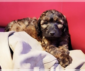Goldendoodle Puppy for Sale in MOUNT VERNON, Washington USA