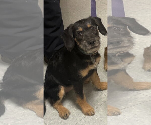 Medium Photo #3 Mutt Puppy For Sale in Fort Worth, TX, USA