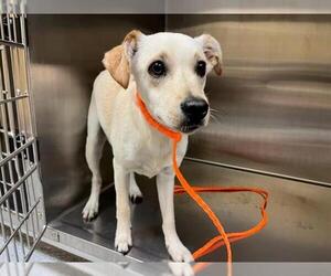 Chihuahua Dogs for adoption in Orange, CA, USA