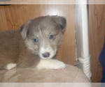 Small Photo #33 Australian Shepherd-Pembroke Welsh Corgi Mix Puppy For Sale in GALLEGOS, NM, USA