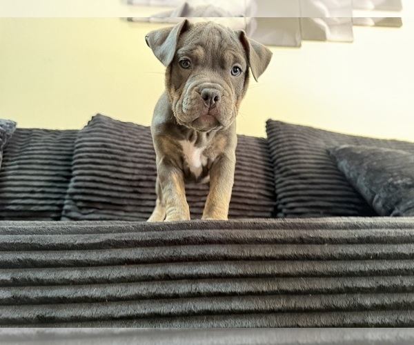 Medium Photo #8 American Bully Puppy For Sale in PALM COAST, FL, USA