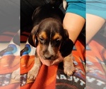Small Photo #3 Bagle Hound-Basset Hound Mix Puppy For Sale in CENTRALIA, WA, USA
