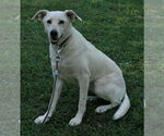 Small #1 Labrador Retriever-Whippet Mix