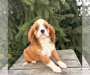 Cavalier King Charles Spaniel-Miniature Bernedoodle Mix Puppy for sale in MIDDLEBURY, IN, USA