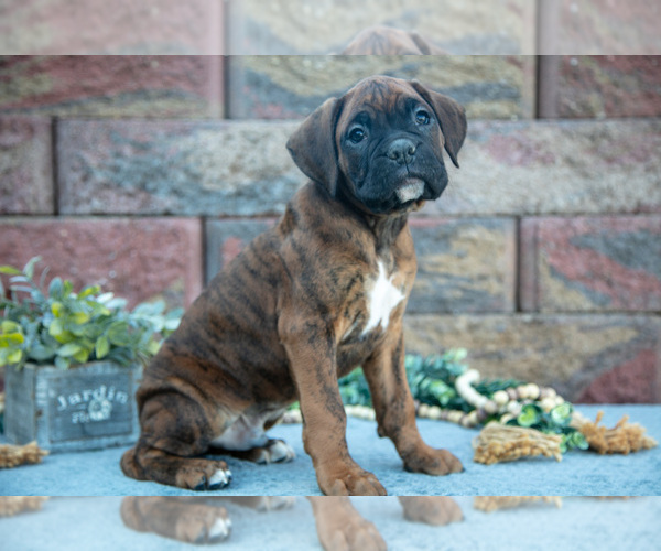 Medium Photo #3 Boxer Puppy For Sale in MIDDLEBURY, IN, USA