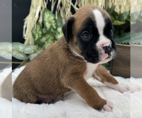 Medium Photo #3 Boxer Puppy For Sale in PAWNEE CITY, NE, USA