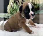 Small #2 Boxer