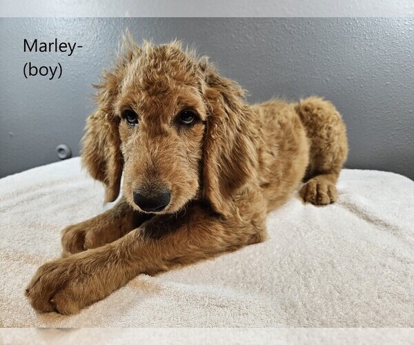 Medium Photo #6 Goldendoodle Puppy For Sale in SCAPPOOSE, OR, USA