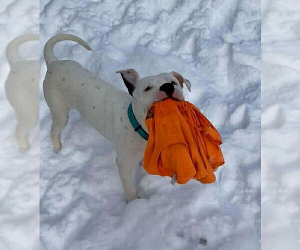 Medium Photo #2 American Bulldog-Unknown Mix Puppy For Sale in Strongsville, OH, USA