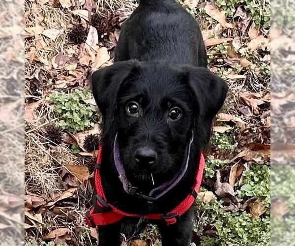 Medium Photo #2 Mutt Puppy For Sale in Yardley, PA, USA