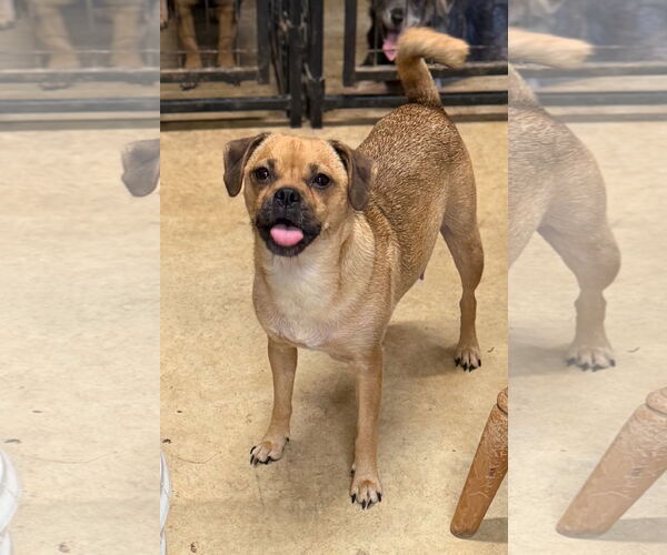 Medium Photo #3 Pug-Unknown Mix Puppy For Sale in Rockaway, NJ, USA