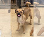 Small #2 Pug Mix