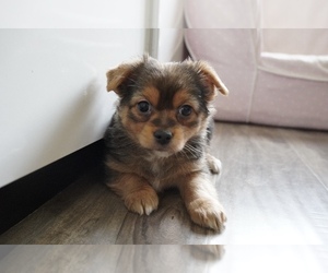 Chorkie Puppy for sale in LOS ANGELES, CA, USA