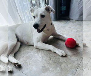 Labrador Retriever-Unknown Mix Dogs for adoption in Germantown, OH, USA