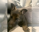 Small Photo #8 German Shepherd Dog Puppy For Sale in W WARWICK, RI, USA