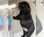 Small #12 French Bulldog