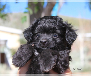 Aussie-Poo-Aussiedoodle Mix Puppy for sale in RENO, NV, USA
