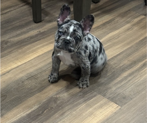 Medium Photo #4 French Bulldog Puppy For Sale in GLASSBORO, NJ, USA