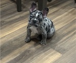 Cleopatra - Female French Bulldog Puppy for Sale - Photo #4