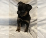 Small Photo #3 Brussels Griffon Puppy For Sale in POWHATAN, VA, USA