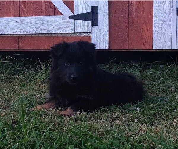 Medium Photo #7 German Shepherd Dog Puppy For Sale in COUCH, MO, USA