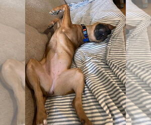 Josie - Female Labrador Retriever-Staffordshire Bull Terrier Mix Dog for Adoption - Photo #8