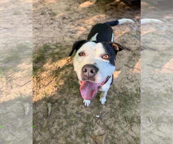 Medium Photo #2 American Staffordshire Terrier Puppy For Sale in Spring Lake, NC, USA