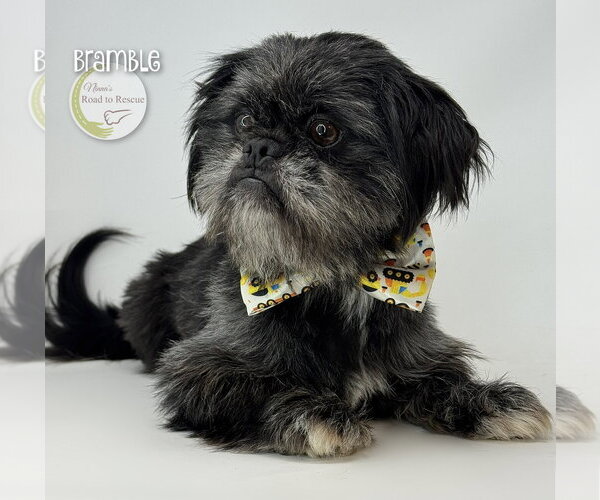 Medium Photo #3 Shiffon Puppy For Sale in Benton, LA, USA