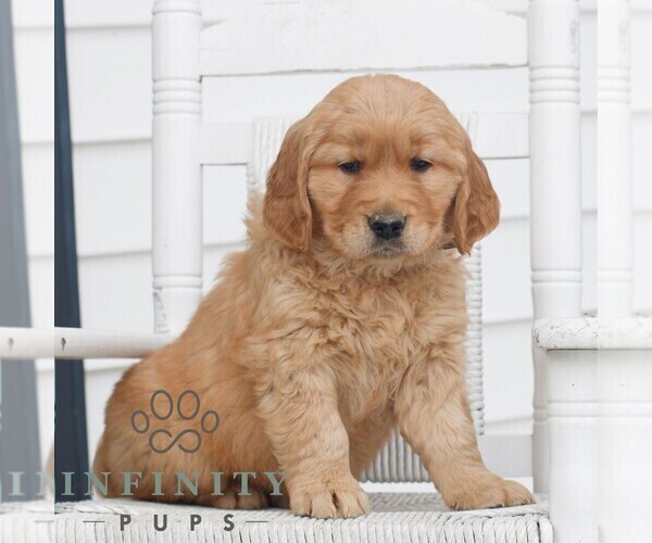 Medium Photo #3 Golden Retriever Puppy For Sale in COATESVILLE, PA, USA