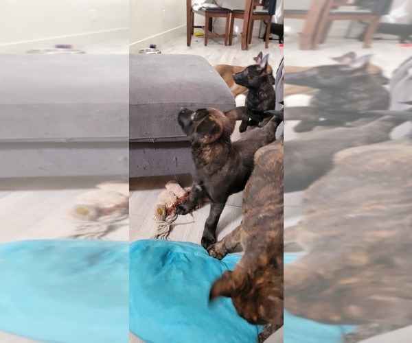 Medium Photo #3 Dutch Shepherd Dog-German Shepherd Dog Mix Puppy For Sale in HENDERSON, NV, USA