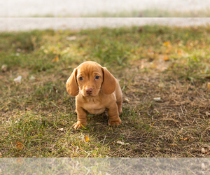 Dachshund Puppy for sale in NAPPANEE, IN, USA