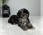 Small Photo #5 Cockapoo Puppy For Sale in FRANKLIN, IN, USA