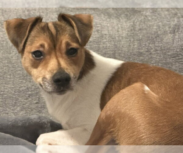 Medium Photo #7 Jack Chi Puppy For Sale in Rockaway, NJ, USA
