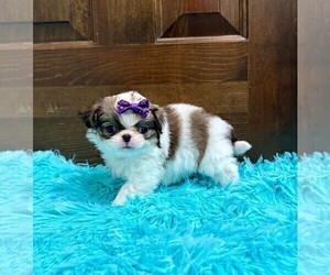 Japanese Chin Puppy for sale in BELTON, MO, USA