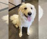 Small Great Pyrenees Mix